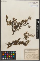 Foto von Salix retusa L.
